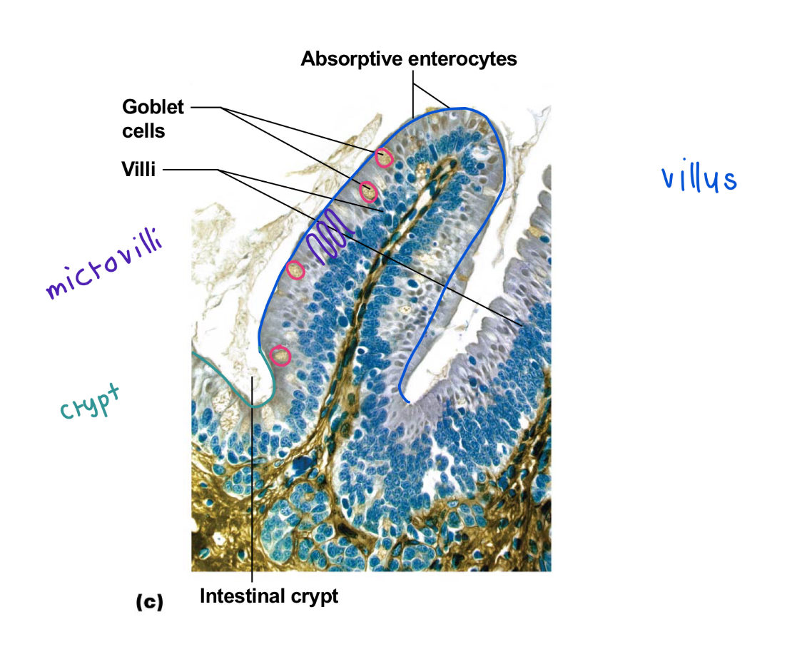 <ul><li><p>villi</p><ul><li><p>made of columnar epithelium, have microvilli</p></li></ul></li><li><p>crypts (holes)</p></li><li><p>few <strong>goblet cells </strong>show up fully WHITE</p><ul><li><p>scattered around</p></li></ul></li></ul><p></p>