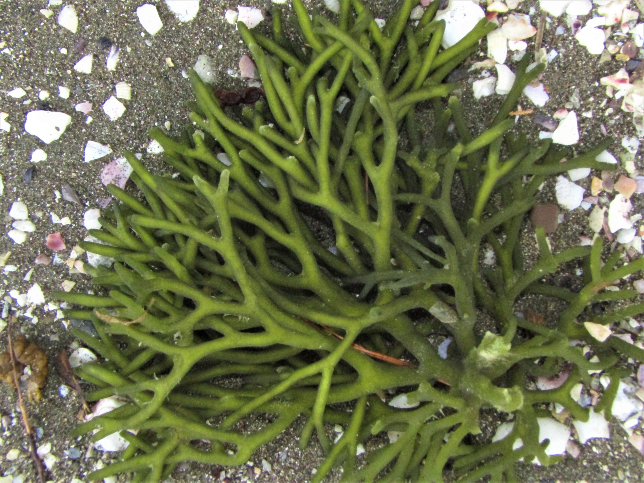 <p>Dead Man’s Fingers Seaweed </p>