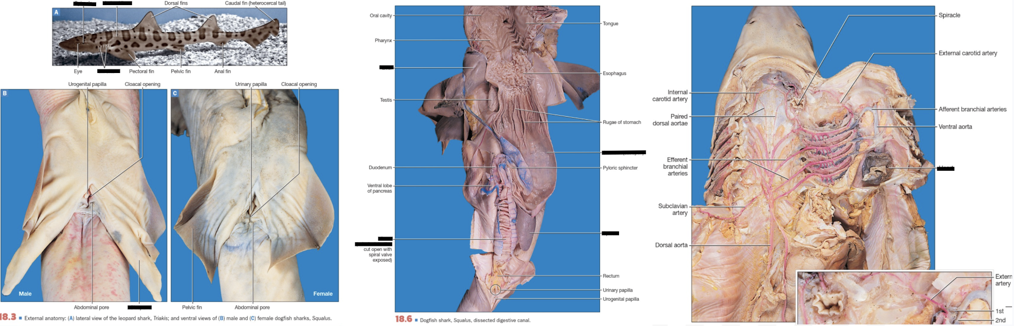 <p>Shark (clade, structures) </p>