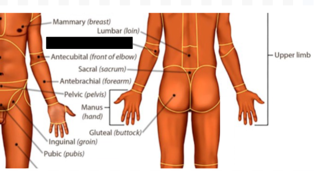 <p>what anatomical region is this?</p>