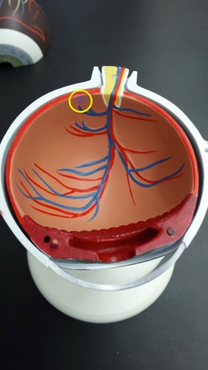 <p>What part of the eye is this? (Purple Dot)</p>
