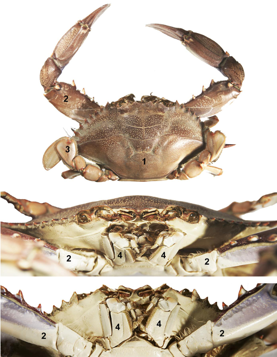 <p>taxa</p><p>label numbers</p>