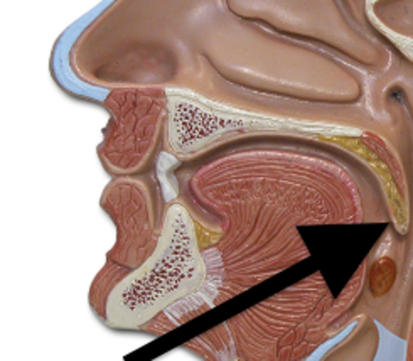 <p>-small projection hanging from the back middle edge of the soft palate</p><p>-marks boundary between the nasopharynx and oropharynx</p>