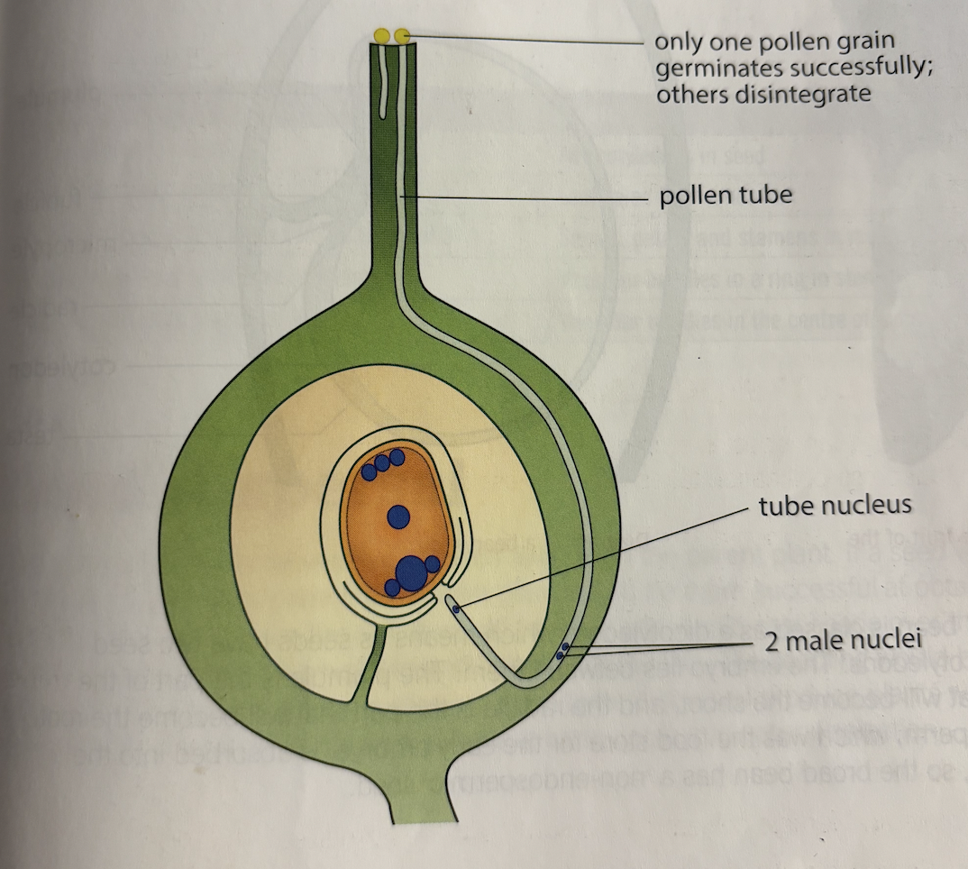 <ol><li><p><strong>Pollen tube formation</strong></p></li></ol><p>Pollen grain land on stigma</p><p>Tube nucleus direct pollen tube growth through style → ovule</p><ul><li><p>Enzymes (hydrolases) digest tissue in style</p></li></ul><p></p><ol start="2"><li><p><strong>Sperm cell</strong></p></li></ol><p>Generative nucleus divide → <strong>2 male gametes</strong> (sperm)</p><p>Sperm behing in pollen tube)</p><p></p><ol start="3"><li><p><strong>Embryo sac -</strong> pollen tube enter through<strong> micropyle</strong></p></li></ol><p></p><ol start="4"><li><p><strong>Fertilisation</strong></p></li></ol><p>1 Sperm cell fuse + <strong>EGG → ZYGOTE (2n)</strong></p><p>1 Sperm cell fuse + <strong>2 POLAR NUCLEI </strong>→ <strong>TRIPLOID ENDOSPERM (3N)</strong></p><p></p><p>ZYGOTE → <strong>EMBRYO</strong></p><p>ENDOSPERM → Nutrition (embryo)</p><p></p>
