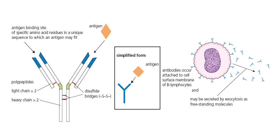 <p>a globular protein called an immunoglobulin. 4 polypeptide chain held by disulphide bridges and forming a Y shaped molecule. top of the '“arms” contain an antigen binding site. Can be free, or on the surface membrane of B-cells. </p>