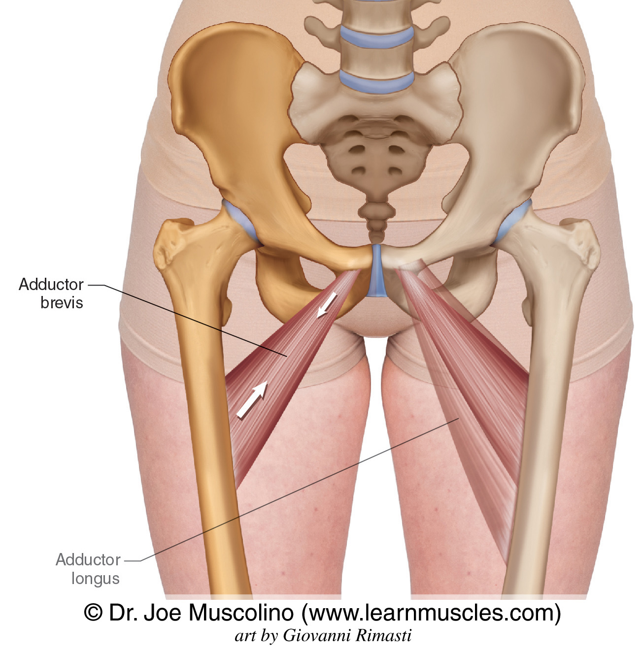 <p>adductor brevis</p>