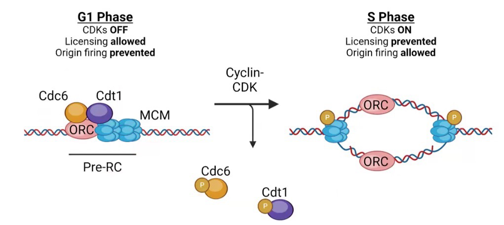 <p>Recall that the ORC binds tightly to DNA in G1</p><p>Regulating complexes Cdc6 and Cdt1 stops replication from occurring</p><p>In S phase, <strong>Cyclin A-CDK2</strong> phosphorylates these complexes (and MCM) to begin replication</p>