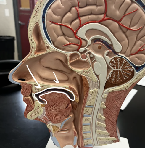 <p>What structure / region is this?</p>