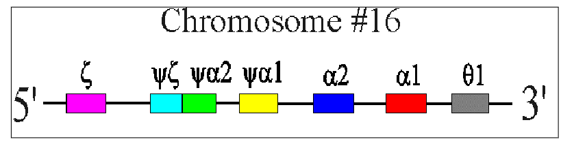 <p>ALPHA GLOBIN CHAINS:</p><p>- Two alpha-globin genes on each chromosome 16 (total of 4 genes therefore)</p><p>- Each alpha globin gene is responsible for 25% of the normal total alpha-globin chain synthesis</p>