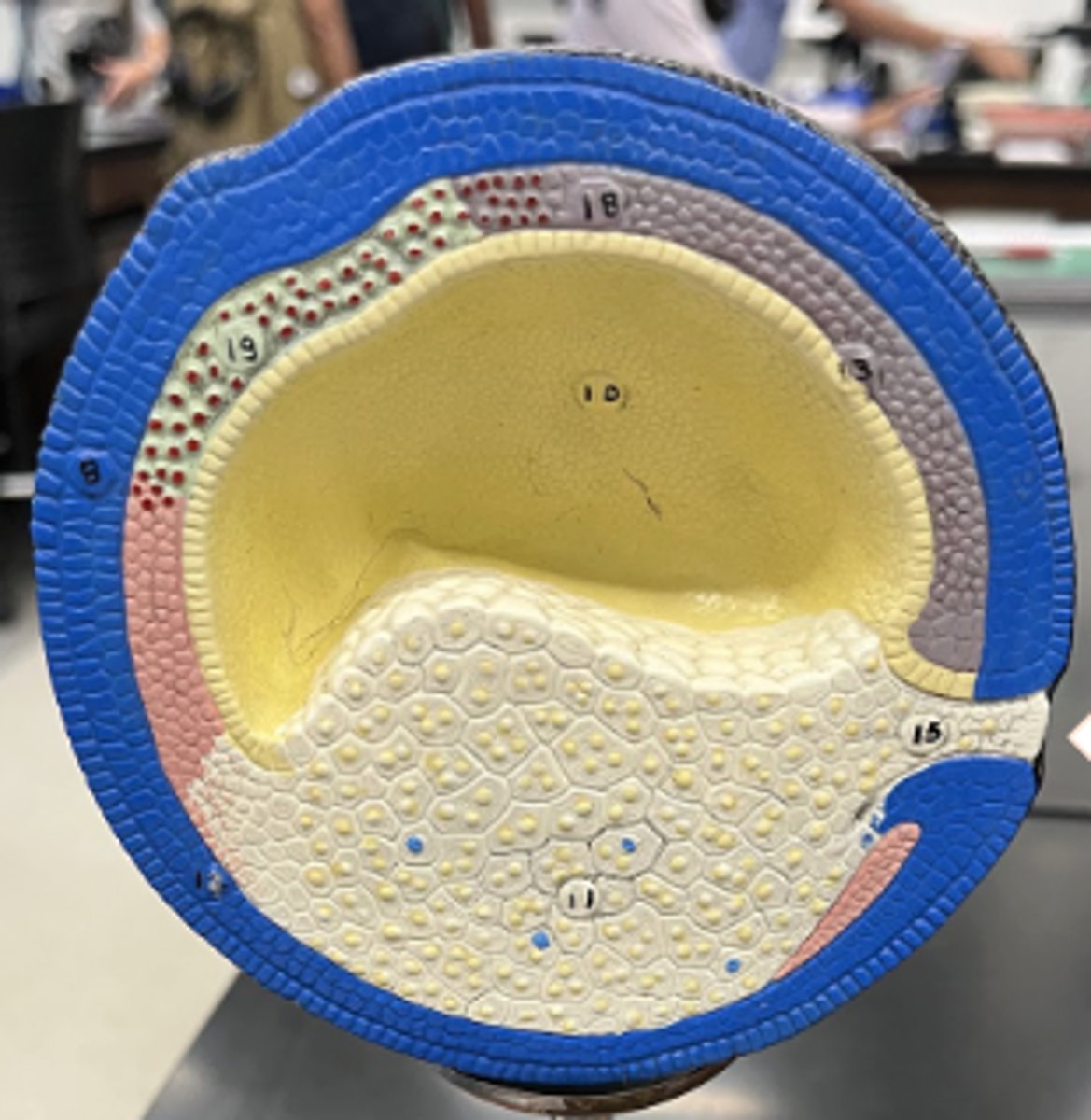 <p>• neural plate is forming at the top of the embryo</p><p>• blastopore forming as result of shrinking yolk plug</p><p>• neural groove formed by ectodermal cells flattening out and sinking</p><p>• notochord forms from purple mesodorm</p>
