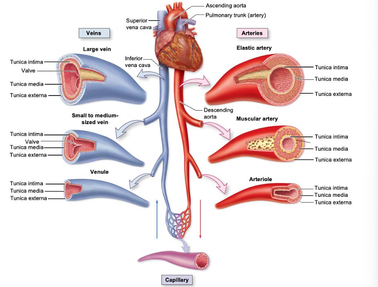 <p>take blood away from the heart and to other tissues, transports blood high in oxygen, thick springy wall, higher blood pressure in arteries than veins</p>