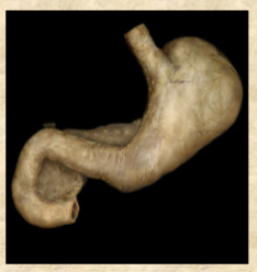 <p>food storage (upper left abdominal cavity)</p><p>1-1.5 L after typical meal</p><p>4 L extremely full</p>