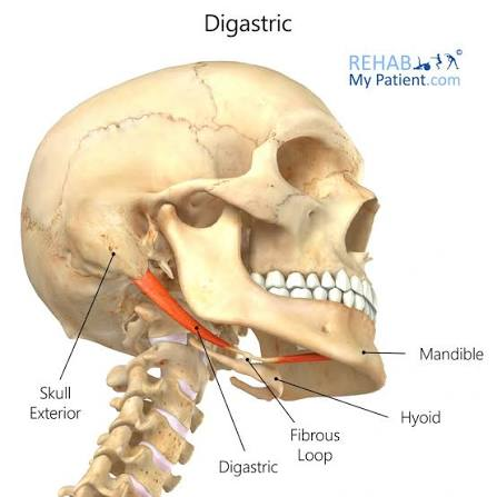 <ul><li><p>2 muscle bellies</p></li></ul><p>O: mastoid process</p><ul><li><p>intermediate tendon attached to hyoid</p></li></ul><p>I: anterior mandible</p><p>A: </p><ul><li><p>hyoid fixed: depress and retract mandible</p></li><li><p>mandible is fixed: elevate hyoid</p></li></ul><p>N:</p><ul><li><p>posterior belly: facial nerve</p></li><li><p>anterior belly: trigeminal nerve, mandibular division</p></li></ul><p></p>