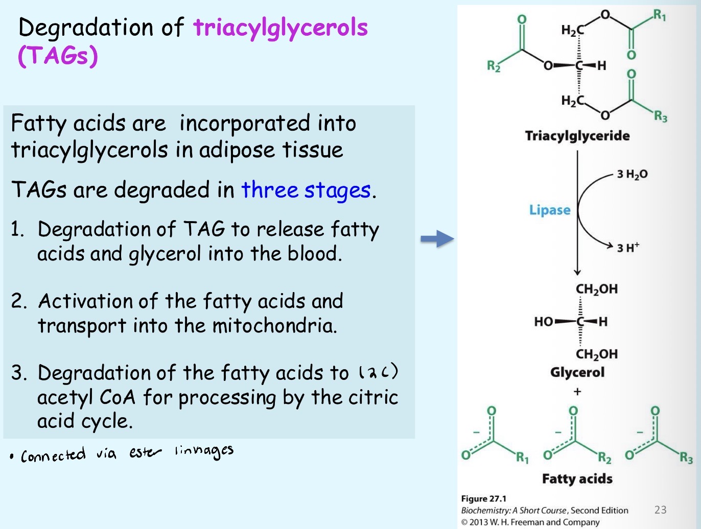 <ol><li><p>Degradation of TAG to release fatty acids and glycerol into blood</p></li><li><p>Activation of the fatty acids and transport into the mitochondria</p></li><li><p>Degradation of the fatty acids to acetyl CoA for processing by the citric acid cycle</p></li></ol><p></p>
