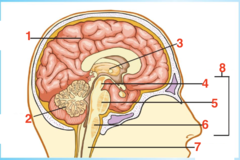 <p>What structure is 5?</p>