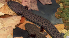 <p>Eastern KS</p><p>Fluffy gills</p><p>4-6 years as larvae</p>