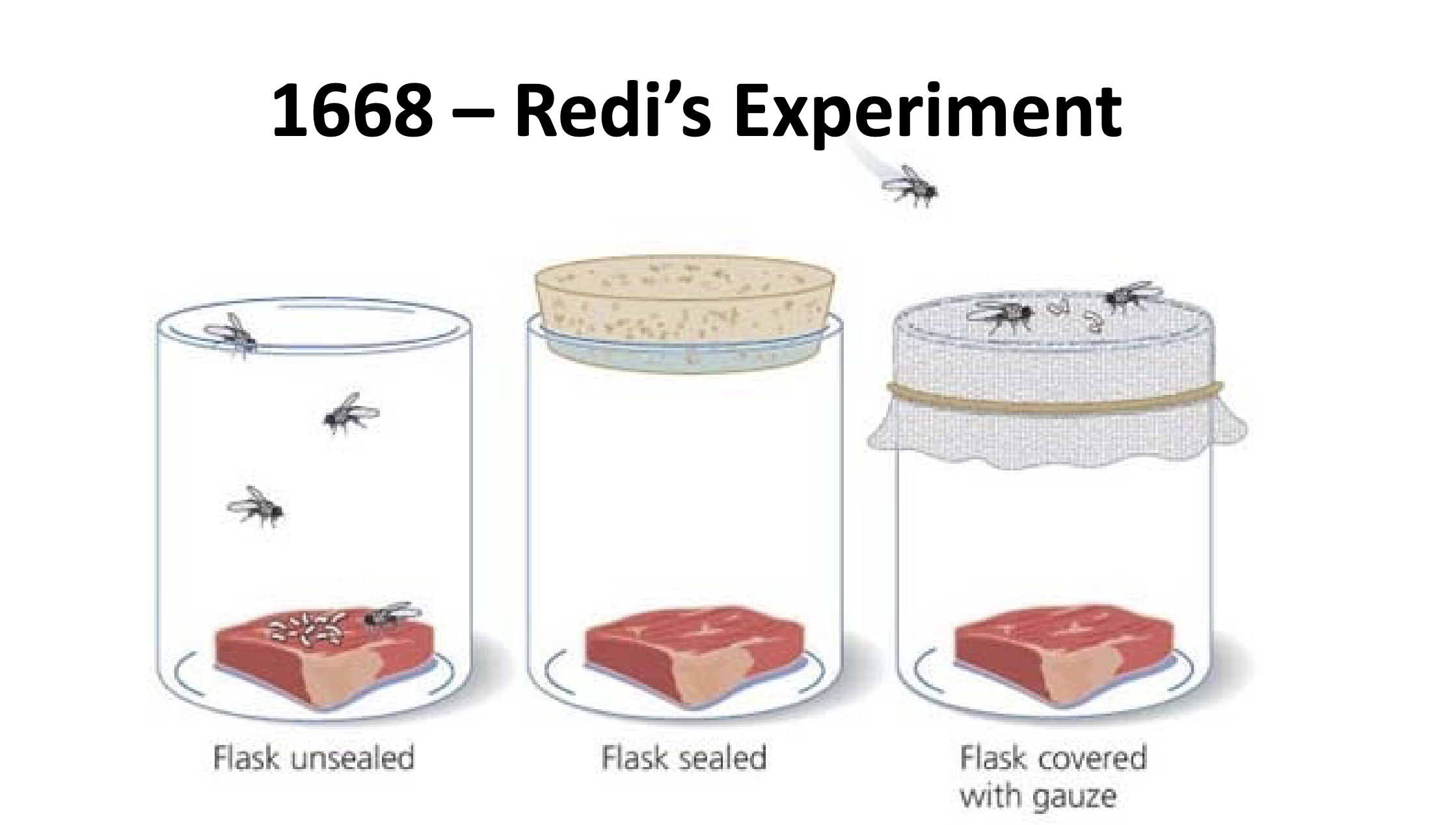 <ul><li><p>challenged the “spontaneous generation” hypothesis</p></li><li><p>maggots grew on meat in unsealed jar, did not grow on sealed jar, and grew on the gauze-covered jar (but not directly on the meat)</p></li></ul><p></p>