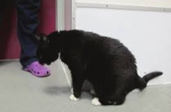 <p>A cat presents with ventral neck flexion/cervical flexion. What electrolyte imbalance is the top differential?</p><p>A. Hypokalemia</p><p>B. Hypophosphatemia</p><p>C. Hyperkalemia</p><p>D. Hyperphosphatemia</p>
