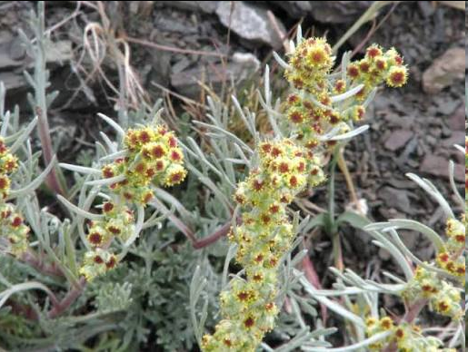 <p>a low-growing, tap-rooted biennial or perennial herb in the sunflower family. It typically grows up to 30 cm in height and features distinctive basal leaves arranged in crowded rosettes. These leaves and stems are finely coated in silky hairs.</p>