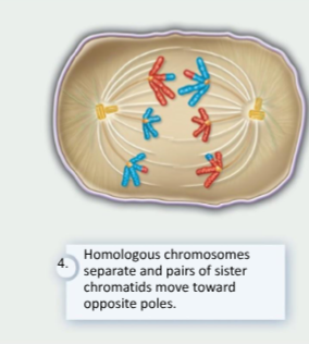 <p>The segregation of homologs occurs, as connections between bivalents break, but sister chromatids stay connected together. Each joint pair of chromatids migrates to one pole, while the homologous pair moves to the opposite pole.</p>