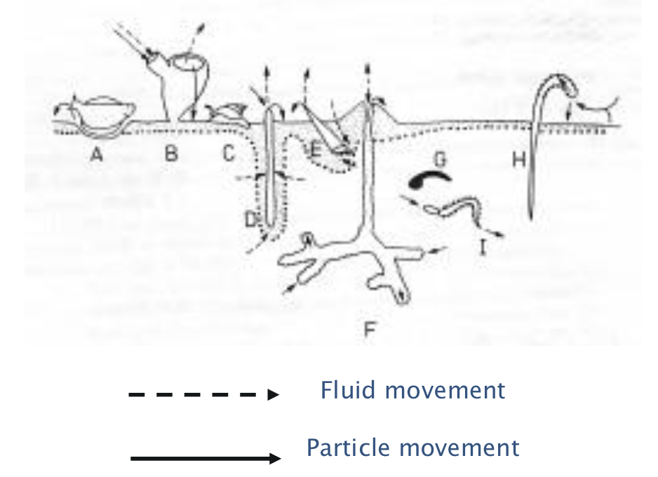 <p>Organism –> sediment –>fluid –> chemical interactions</p>