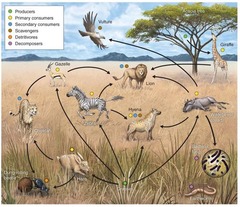 <p>A complex model of how energy and matter move between trophic levels.</p>