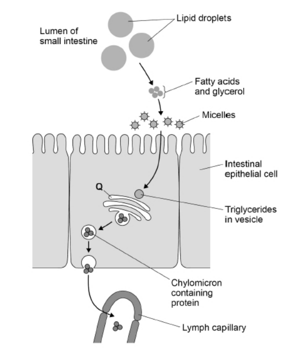 <p>Name structure Q in the diagram above and suggest how it is involved in the absorption of lipids. (4 marks)</p>