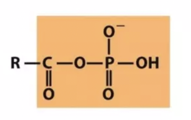 <p>Which functional group is this?</p>