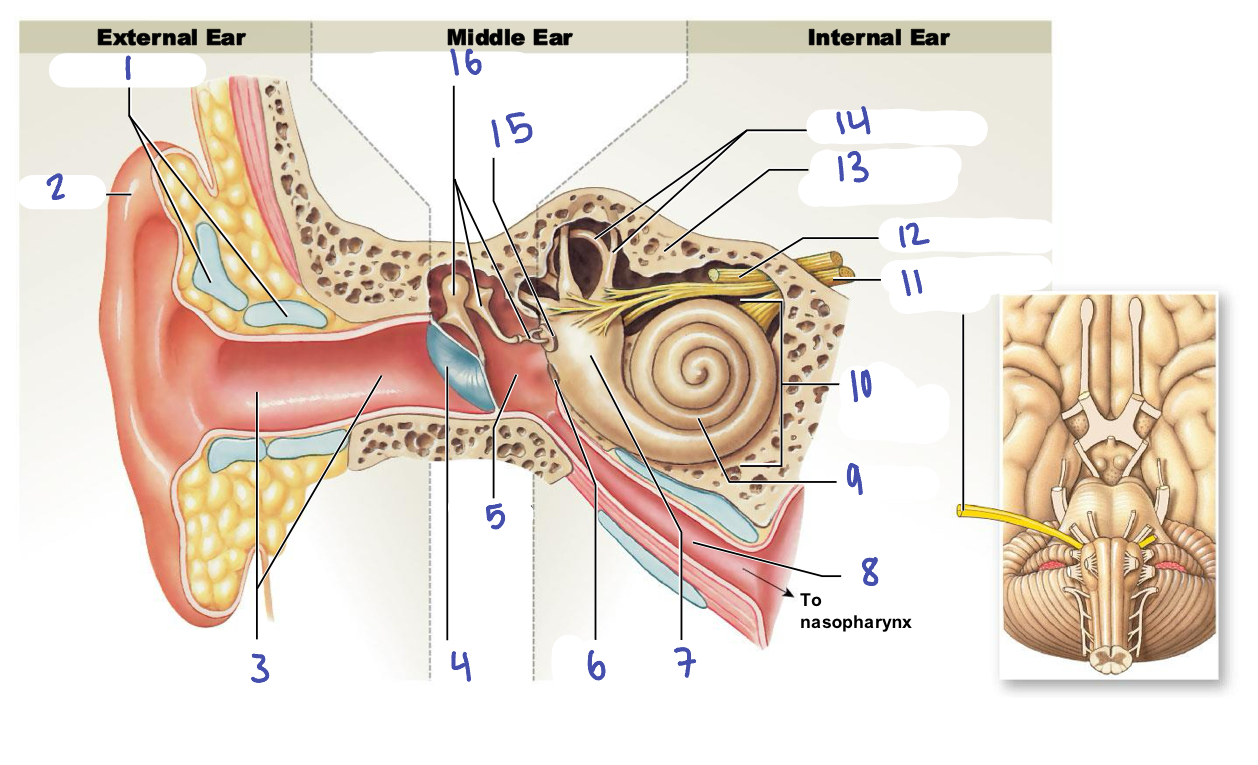 <p>A structure in the ear used for hearing</p>