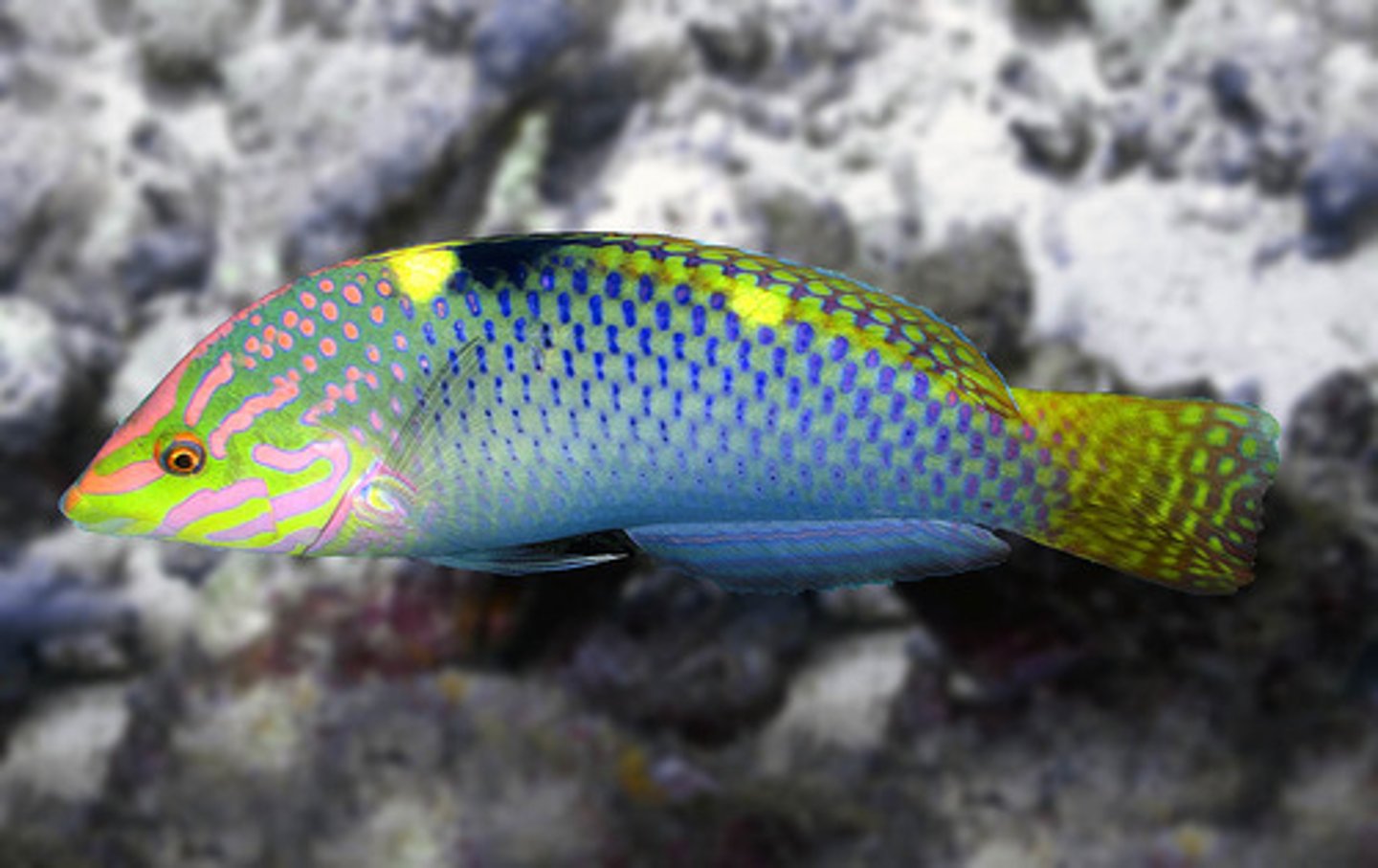 <p>Halichoeres hortulanus</p>