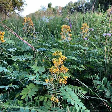 <p>Forb - Tall native legume with compound leaves, yellow flowers, and long dark seedpods. Occurs in moist prairies, meadows, and woodland borders; fixes nitrogen and hosts several butterfly species.</p>
