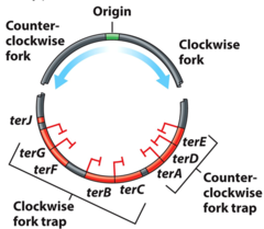 <p>On an e. coli chromosome, Replication forks moving clockwise are trapped by terJ, terG, terF, terB, and terC. Counterclockwise-moving forks are trapped by terA, terD, and terE.</p>
