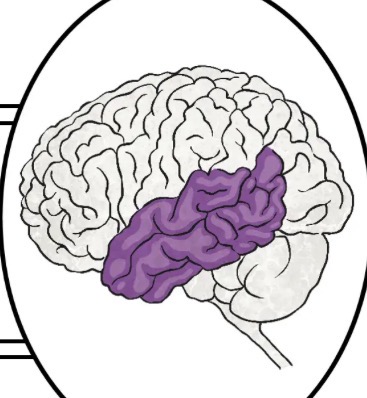 <ul><li><p>The temporal lobes sit behind the ears and are the second largest lobe. </p></li><li><p>They are most commonly associated with processing auditory information and with the encoding of memory.</p></li><li><p>Involved in understanding language</p></li></ul><p></p>
