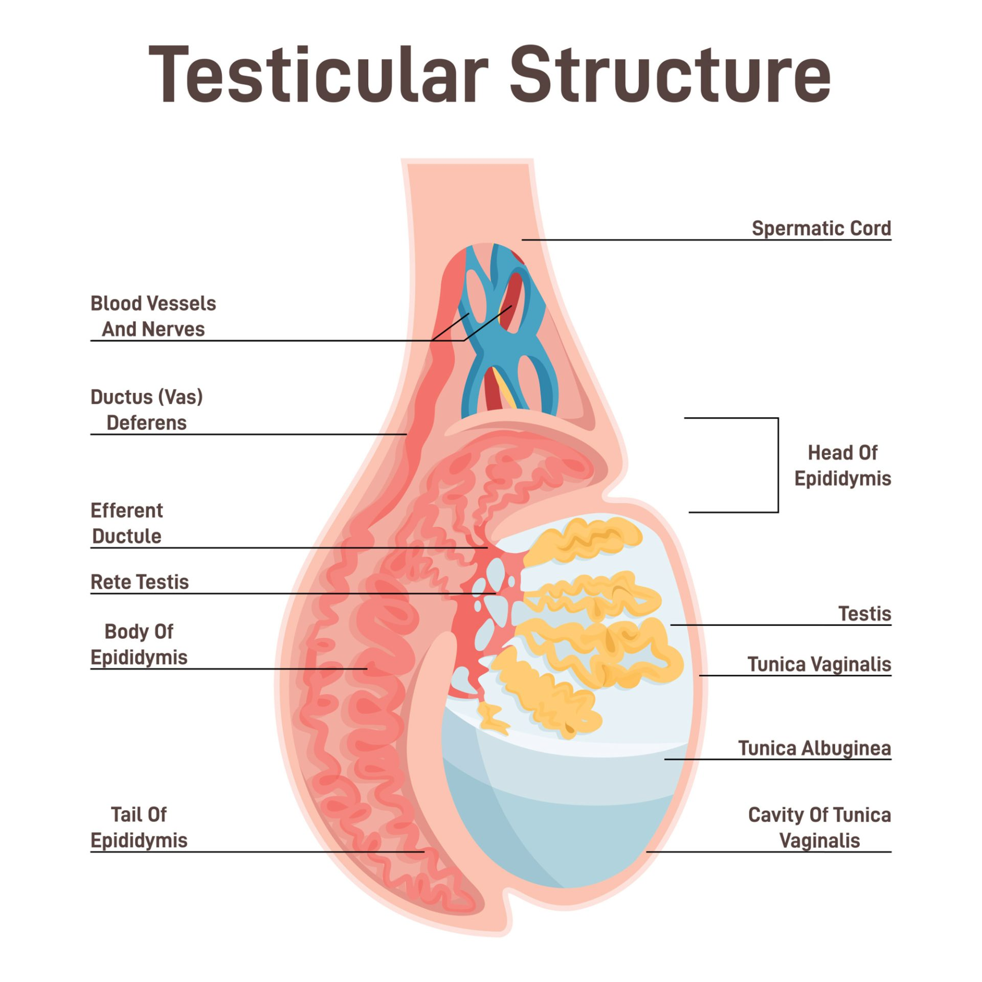 <ul><li><p>secretes testosterone:</p></li></ul><p>- regulates male traits like facial hair and deep voice </p><p>- sperm production </p><p></p>