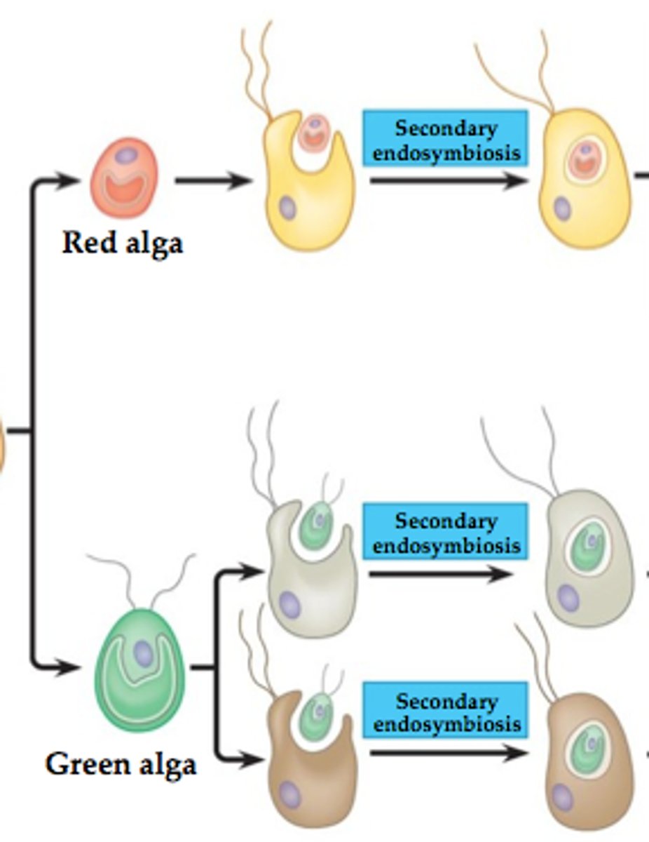 <p>Eukaryote is engulfed</p>