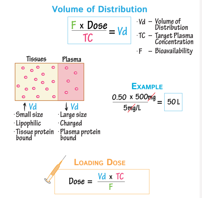 <ul><li><p>Vd = dose administered (mass) ÷ Cmax (mass per volume) </p></li><li><p>A rough accounting of where a drug goes in the body</p></li><li><p>The theoretical volume that would be needed to contain all the drug in the body at the same concentration as the plasma</p></li><li><p>Used to calculate the dose needed to achieve a desired plasma concentration</p></li></ul><p></p>