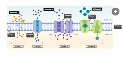<p>Which process requires a concentration gradient to drive molecules across the plasma membrane, with or without a protein transporter?&nbsp;Select all that apply.</p><p><br>a. Process 1<br>b. Process 2<br>c. Process 3<br>d. Process 4</p>