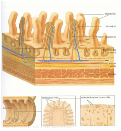 <ul><li><p style="text-align: justify;"><span style="background-color: transparent;">Sűrűn egymás mellett elhelyezkedő </span><span><strong>bélbolyhok</strong></span><span style="background-color: transparent;"> borítják</span></p></li><li><p style="text-align: justify;"><span style="background-color: transparent;">A nyálkahártya <strong>1 mm</strong> hosszú, kesztyűujjszerű kitüremkedései</span></p></li><li><p style="text-align: justify;"><span style="background-color: transparent;">Tápanyagfelszívás elemei</span></p></li><li><p style="text-align: justify;"><span style="background-color: transparent;">A bolyhokon további mikrobolyhok találhatók, melyek növelik a felszívás felületét</span></p></li></ul><p></p>
