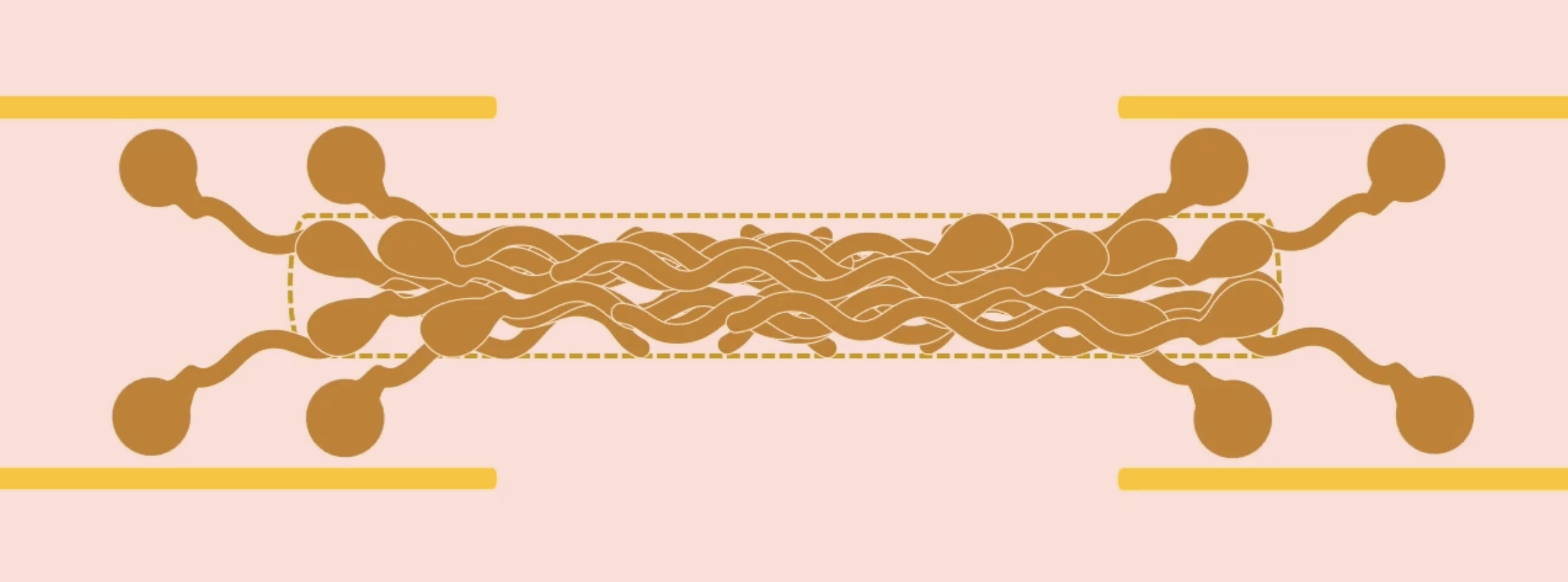 <p>the heads stick out towards the actin filaments </p>