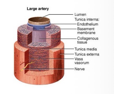 <p>largest diameter arteries (e.g., aorta, pulmonary trunk)</p><ul><li><p>Composition: Elastic tunica media</p></li><li><p>Functions: Reduce the effects of blood pressure surges by expanding during systole and recoiling during diastole</p></li></ul><p></p>