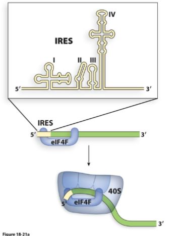 <p>Normal eukaryotic translation requires a 5’ cap + uses scanning.</p><p>This is an alternative mechanism: it is an RNA segment located on the 5’ side to the start codon.</p><p>Directly recruits:</p><ul><li><p>40S ribosomal subunit</p></li><li><p>Eukaryotic Initiation Factors (eIFs)</p></li></ul><p></p>
