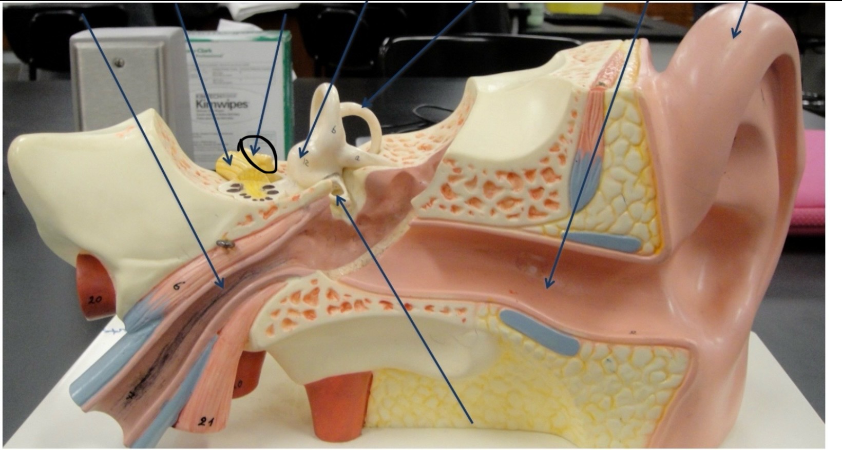 <p>Identify the circled area?</p>