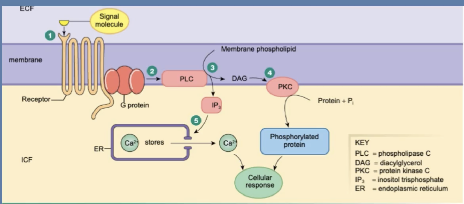 <p>GPCR Pathway for G⍺q:</p><ol><li><p>Signal molecule activates receptor and associated G protein</p></li><li><p>G protein activates phospholipase C, a ____ enzyme</p></li><li><p>PLC converts membrane phospholipids into ___, which remains in the membrane, and ___ which diffuses into the cytoplasm</p></li><li><p>DAG activates protein kinase ___ which phosphorlates proteins</p></li><li><p>IP3 causes release of CA2+ from organelles, creating a Ca2+ signal</p></li></ol><p></p>