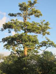 <p>Native to the Philippines and other parts of tropical Asia; conservation status: not endangered. Most easily identified by its whorled leaf arrangement (several leaves arising from one node) and its clusters of small, strongly fragrant greenish-white flowers, making it a very distinctive tall roadside and forest tree.</p><p>A large evergreen tree typically growing 15–40 meters tall with a narrow to moderately broad crown about 8–20 meters wide. Trunk is straight and columnar, 0.5–1.5 meters in diameter, with gray to dark gray bark that becomes rough and fissured with age and exudes milky latex when cut. It develops a strong deep root system with lateral spread. Branching begins high above human height, forming an upright, columnar canopy. Leaves are simple, leathery, elliptic to oblong (10–20 cm long), arranged in whorls of 4–7 per node with pinnate venation. Flowers are small, greenish-white, highly fragrant, borne in dense terminal clusters. Fruits are paired slender pods (follicles) containing many small wind-dispersed seeds with silky hairs.</p><p>Used for light timber, plywood, traditional medicine (bark), and urban shade planting. Latex may cause mild irritation. In landscape applications, it is best suited for avenues, parks, and institutional grounds where its tall, straight form provides vertical structure and shade; it requires adequate spacing due to height and latex exudation, making it more suitable as a structural or background tree than for confined urban planting.</p>