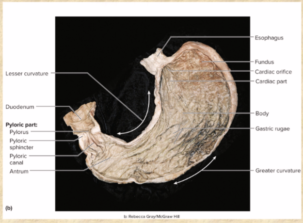 <p>longitudinal wrinkles inside stomach</p>