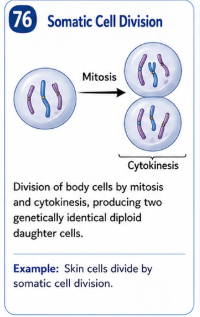 <p>Division of body cells by mitosis and cytokinesis that produces two genetically identical diploid daughter cells. </p>