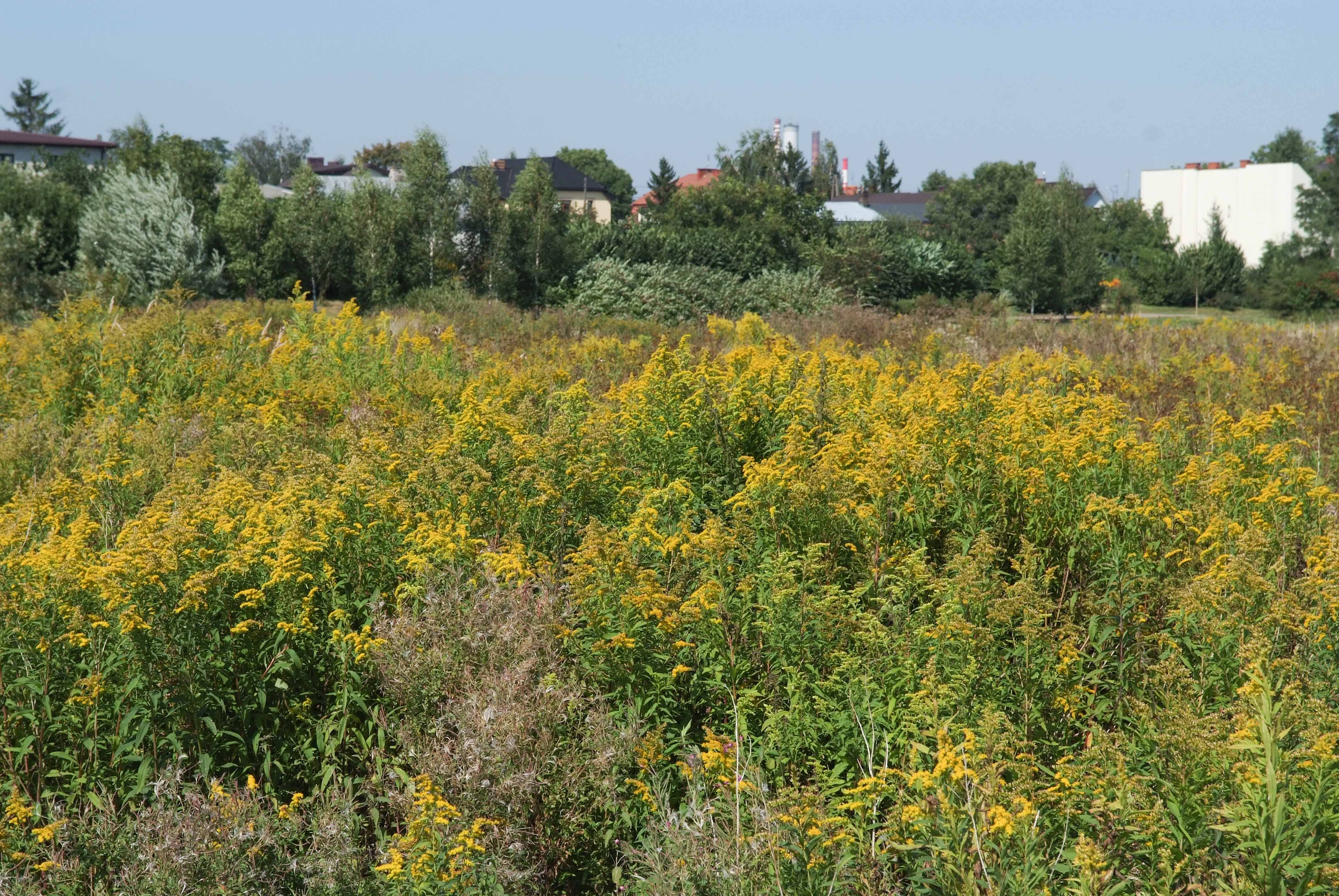 <p>Klasa <strong>ARTEMISIETEA VULGARIS </strong><span style="line-height: 22px;">związek<strong> <em>Convolvuletalia sepium</em></strong>&nbsp;</span></p>