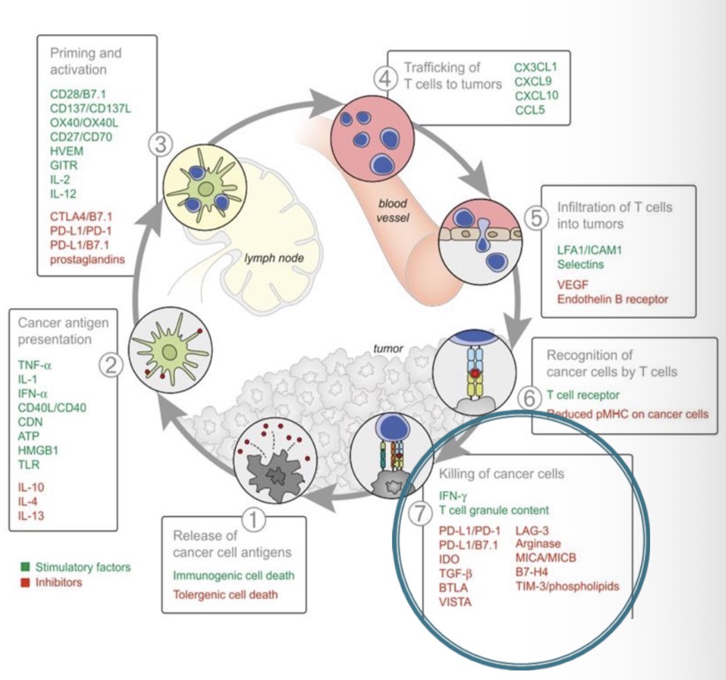 <p><span><span>CD8⁺ T ir NK ląstelės naikina naviko ląsteles perforino–granizimo ir Fas–FasL sukeltos apoptozės mechanizmais, išskiria IFN‑γ ir TNF‑α, o naviko ląstelių žūtis papildomai skatina tolesnį priešvėžinį imuninį ciklą</span></span></p><ul><li><p><span><span>NK ląstelės gali naikinti navikus: perforinas / granzimas. Mirštanti vėžio ląstelė išskiria papildomus vėžiui būdingus neoantigenus (1 etapas), kurie tęsia ciklą ir sustiprina priešnavikinį atsaką.</span></span></p></li></ul><p></p>