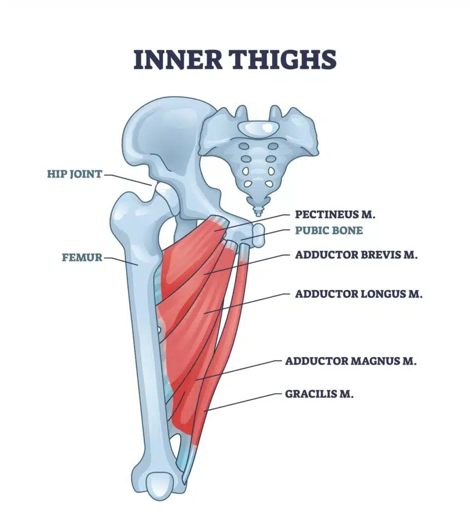 <p>Origin - anterior pubic bone near pubic symphysis</p><p>Insertion - Linea Aspera</p><p>Action - Adducts thigh at hip</p><p>Innervation - Obturator Nerve</p>