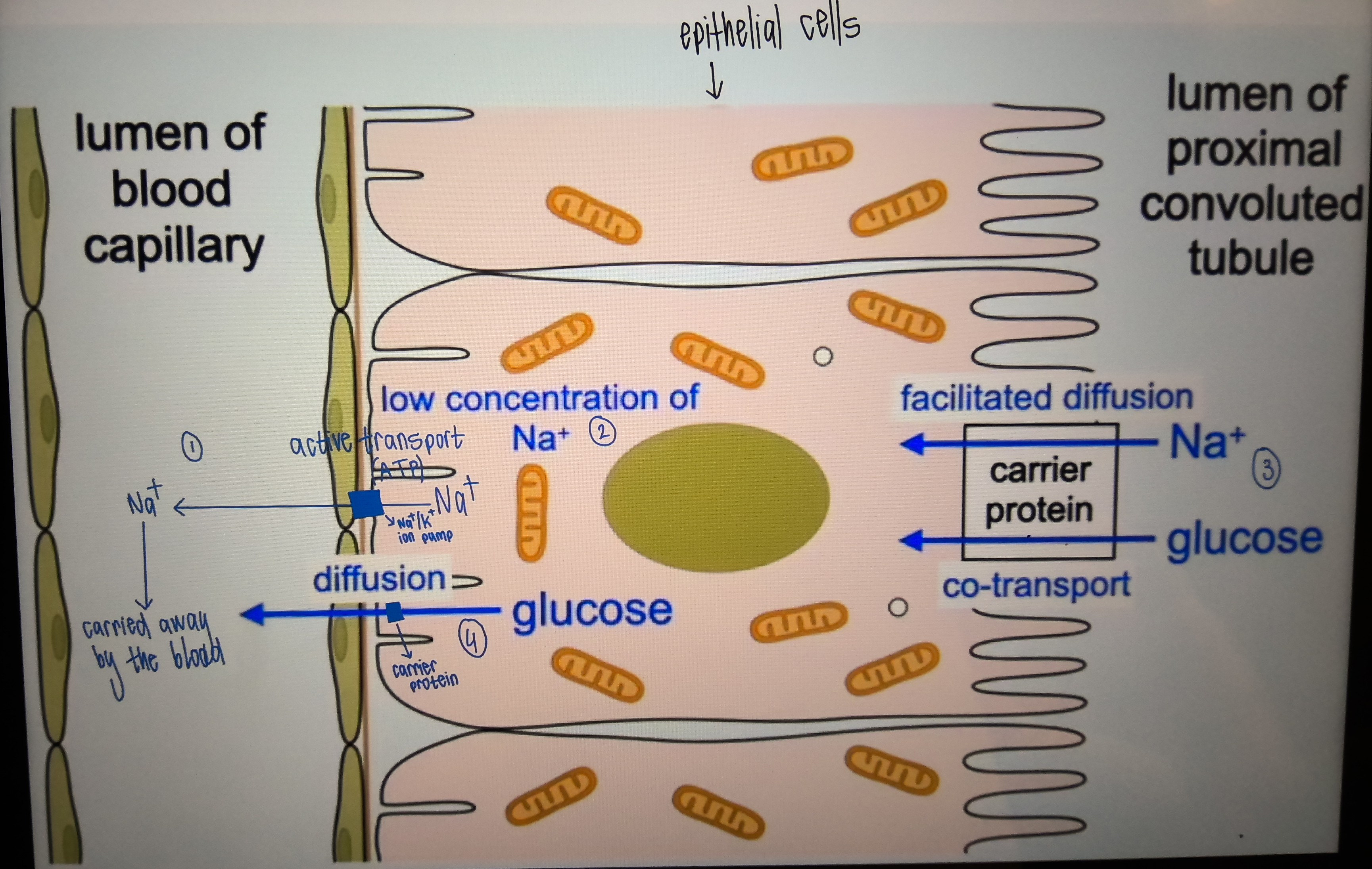 <ol><li><p>Na<sup>+</sup> ions are actively transported out of the epithelial cells lining the proximal convoluted tubule into the capillaries which carry them away, using a Na<sup>+</sup>/K<sup>+</sup> pump</p></li><li><p>This lowers the Na<sup>+</sup> ion concentration inside the epithelial cells, creating a concentration gradient between the proximal convoluted tubule lumen & the epithelial cell</p></li><li><p>Na<sup>+</sup> ions now diffuse down their concentration gradient from the lumen of the proximal convoluted tubule into the epithelial cells through carrier proteins by facilitated diffusion</p></li><li><p>As they do so, they bring a molecule of glucose/amino acid with it (co-transport)</p></li><li><p>Glucose/amino acid then diffuses from the epithelial cells into the blood by facilitated diffusion, through a carrier protein</p></li></ol><p></p>
